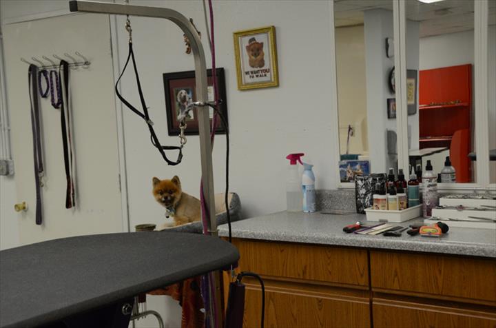 Great Dog Grooming Janesville Wi in the year 2023 Check it out now 